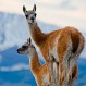 Jóvenes chocan por “diversión” a indefenso guanaco: Video permitirá que sean multados
