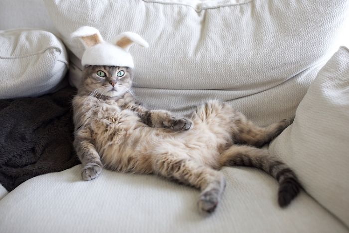 gato-gorro03