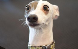 ¿Logrará salvarse el perro de ser aplastado por la aplanadora? El video que da escalofríos