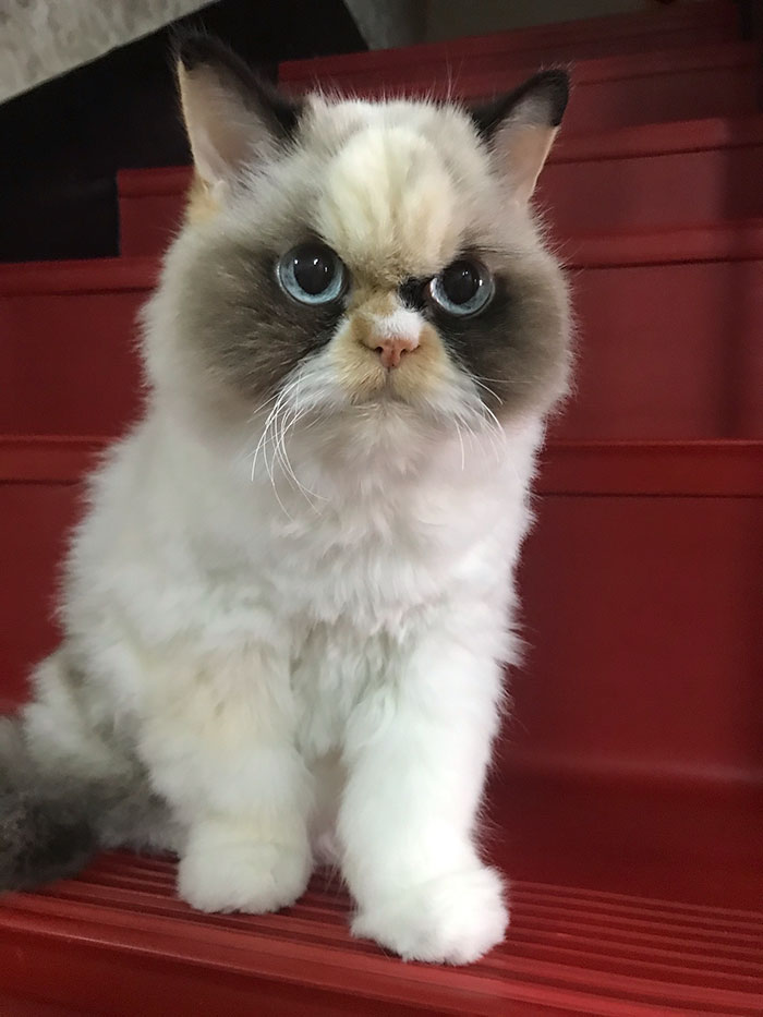 meow