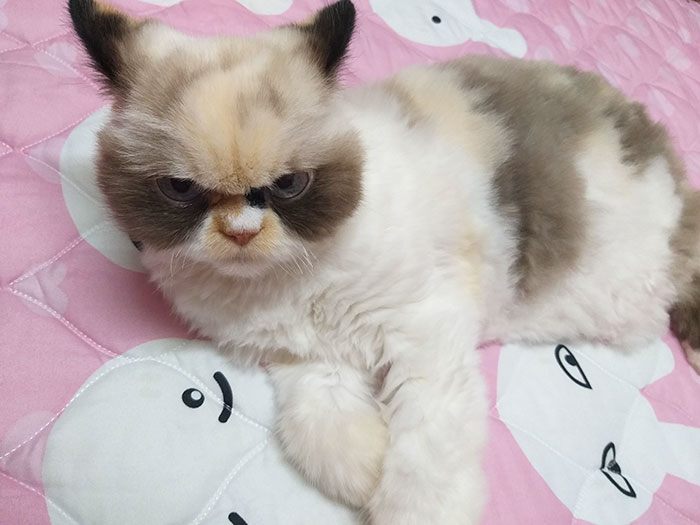 meow04