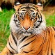 Increíble salvada: Mira como un hombre fingió su muerte para que un tigre no lo devorara