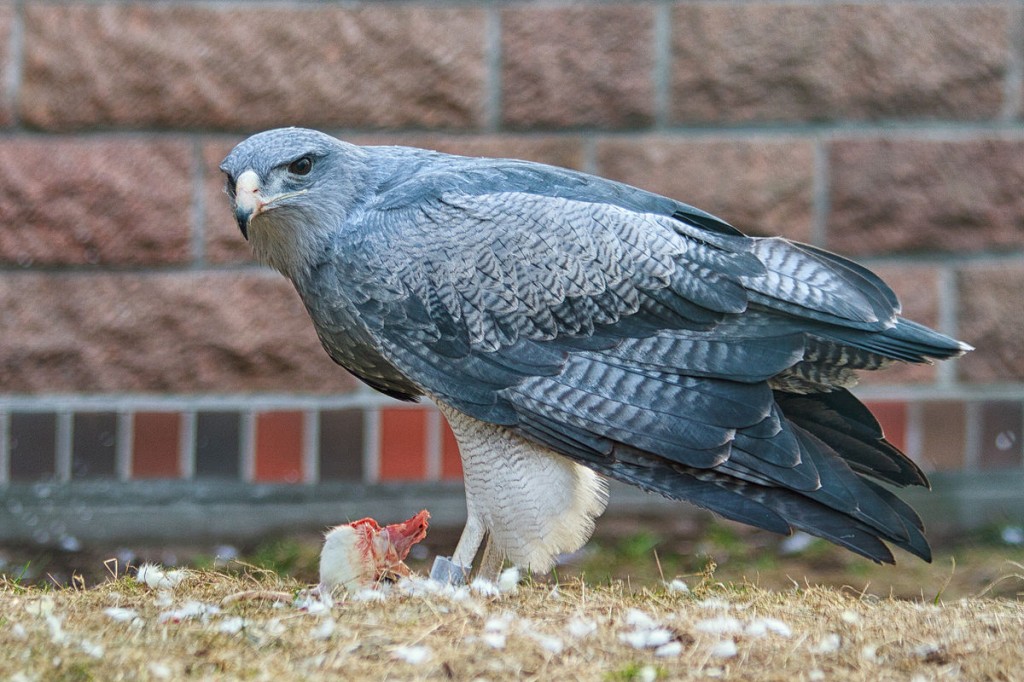 aguila