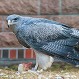 Vecino de Las Condes encontró un águila en su patio: Increíble sorpresa