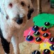 Astuto perro se vuelve viral con emocionante mensaje para su dueña