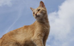 ¡Cuidado! Ataque del “gato volador” sorprende a las redes y se transforma en viral