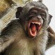 Conoce a los finalistas del concurso de fotografía “The Comedy Wildlife”: Sus obras ya son virales