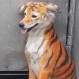 Perro callejero pintado como tigre en Malasia provocó indignación en redes