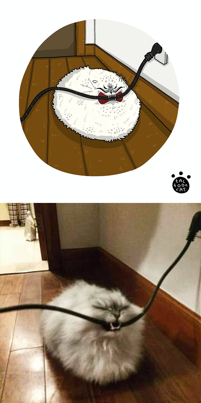 gatos-virales (1)