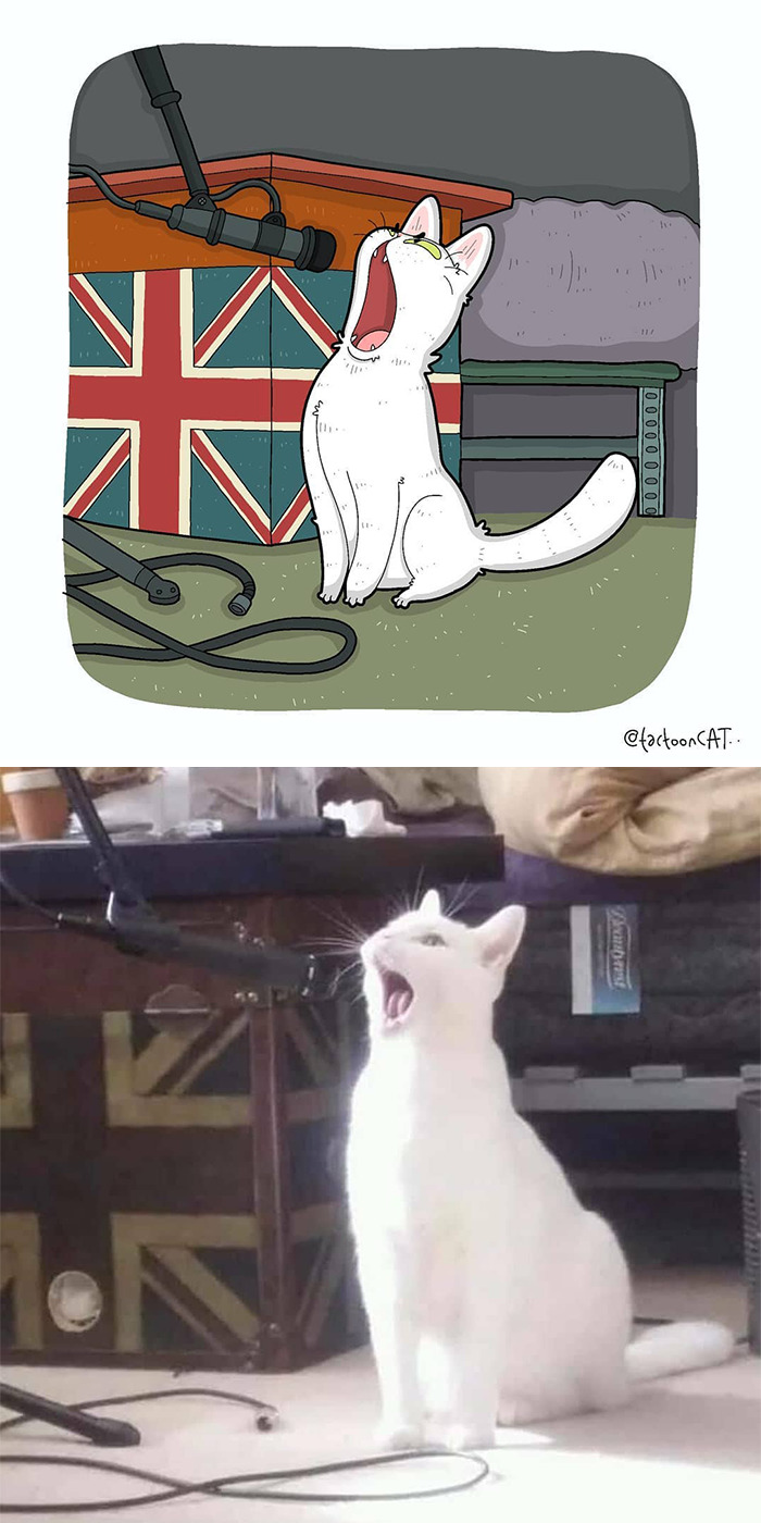 gatos-virales (11)