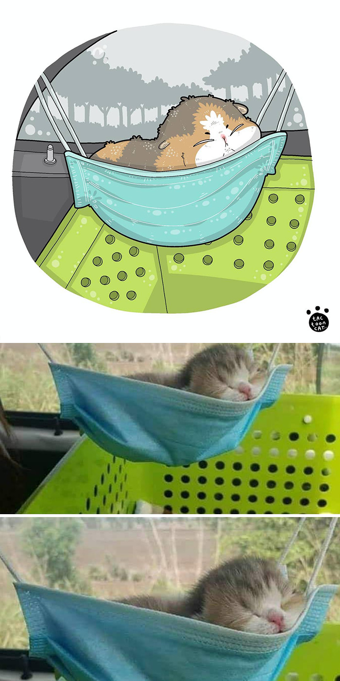 gatos-virales (9)