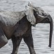 Hombre salva a elefante bebé con masaje cardiaco: Su noble acción dio la vuelta al mundo