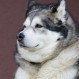 Conoce a Ivar, el perro que protagoniza un divertido video viral cantando feliz cumpleaños