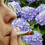 Fumar hortensias: La polémica droga que reemplaza a la marihuana en Europa