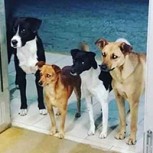 4 perros esperan horas en la puerta del hospital donde su dueño era atendido: Amor en su estado más puro