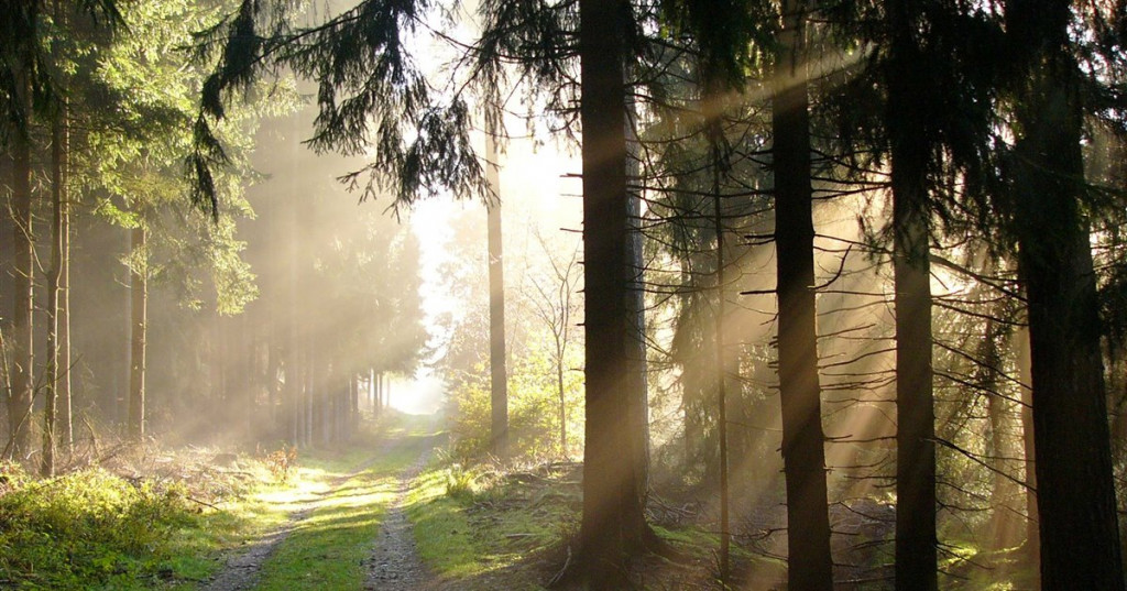 Vista actual del bosque de Teotoburgo, en Alemania.