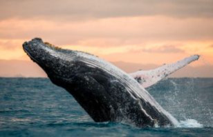 El curioso caso de Michael Packard: Fue tragado por una ballena y sobrevivió para contarlo