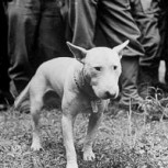 Willie: El bull terrier que se transformó en el mejor amigo del General Patton