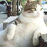 Tombili: La regordeta gata que inspiró una estatua por su forma de sentarse y mirar a los transeúntes