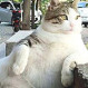 Tombili: La regordeta gata que inspiró una estatua por su forma de sentarse y mirar a los transeúntes