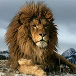 León del Atlas: La última foto de esta temible especie casi extinta