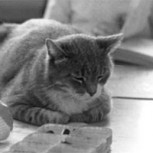 Room 8: El gato que llegó a vivir a una sala de clases de una escuela y conquistó el corazón de la ciudad