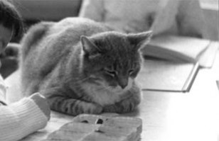 Room 8: El gato que lleg&oacute; a vivir a una sala de clases de una escuela y conquist&oacute; el coraz&oacute;n de la ciudad