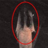 Supuesto fantasma que identifican como “La llorona” aterroriza a una ciudad