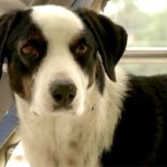La conmovedora historia de Pirata, el perro que hace 3 meses espera a su dueño fallecido