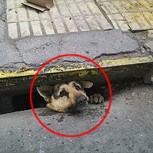 Emotivo rescate de perro atrapado 4 días en alcantarilla: Inspiradora historia