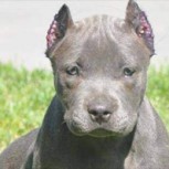 Empleados municipales torturan a un perro pitbull: Impacto por horrendas imágenes