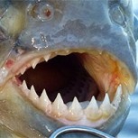 Ataques de peces carnívoros generan pánico en el norte de Argentina