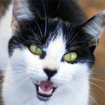 Gata salva la vida de su anciano dueño durante un incendio y el caso emociona a muchos