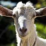 Cabrito nació con cara de ser humano: Estupor entre los vecinos del sector