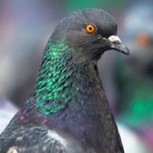 Paloma era utilizada para trasladar drogas hacia una cárcel: Historia con un final inesperado