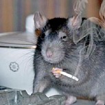 Desaparecen más de 500 kilos de marihuana: Policías argentinos dicen que las ratas se la comieron