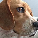 Mascota perdida aparece cuatro meses después y a más de 400 kilómetros