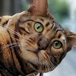 Coco Bengala: El gato celebrity que sorprende a Buenos Aires