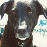 Goro: Videos e historia del perro surfista que enamora a los bañistas y ama las olas