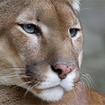 Anciano herido asegura que su perro lo protegió heroicamente de un puma y un viejo mito del campo
