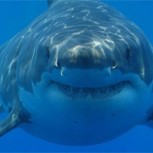 El temible episodio en que un tiburón Blanco intentó desgarrar a una persona en Argentina