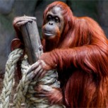 Sandra: La primera orangutana considerada persona no humana sujeta a derechos