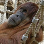 “Persona no humana”: El nuevo estatus legal que protege a los animales