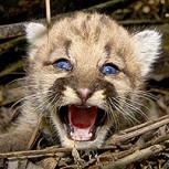 Crías de puma se salvaron milagrosamente de morir atrapadas por una máquina para cosechar