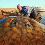 Pescadores capturan uno de los impresionantes “monstruos de río” de Jeremy Wade