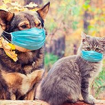 En Buenos Aires investigan posibilidad de transmisión COVID-19 entre gatos y humanos