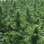 Gobernador argentino hace controvertida propuesta: “Planten Cannabis porque van a ganar mucho dinero”