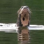 Reaparece especie de nutria gigante que se consideraba extinta: Misterio de la naturaleza