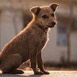 Perro callejero atrae todas las miradas durante un acto oficial
