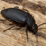 Ciudad argentina vive bajo inusitada invasión de miles de escarabajos